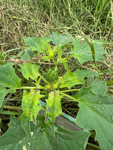 Datura stramonium observed 2026-03-16