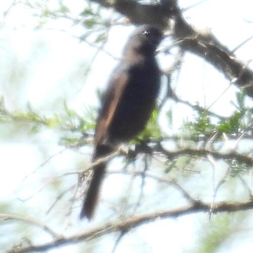 Southern Black Flycatcher (Melaenornis pammelaina), photo 10
