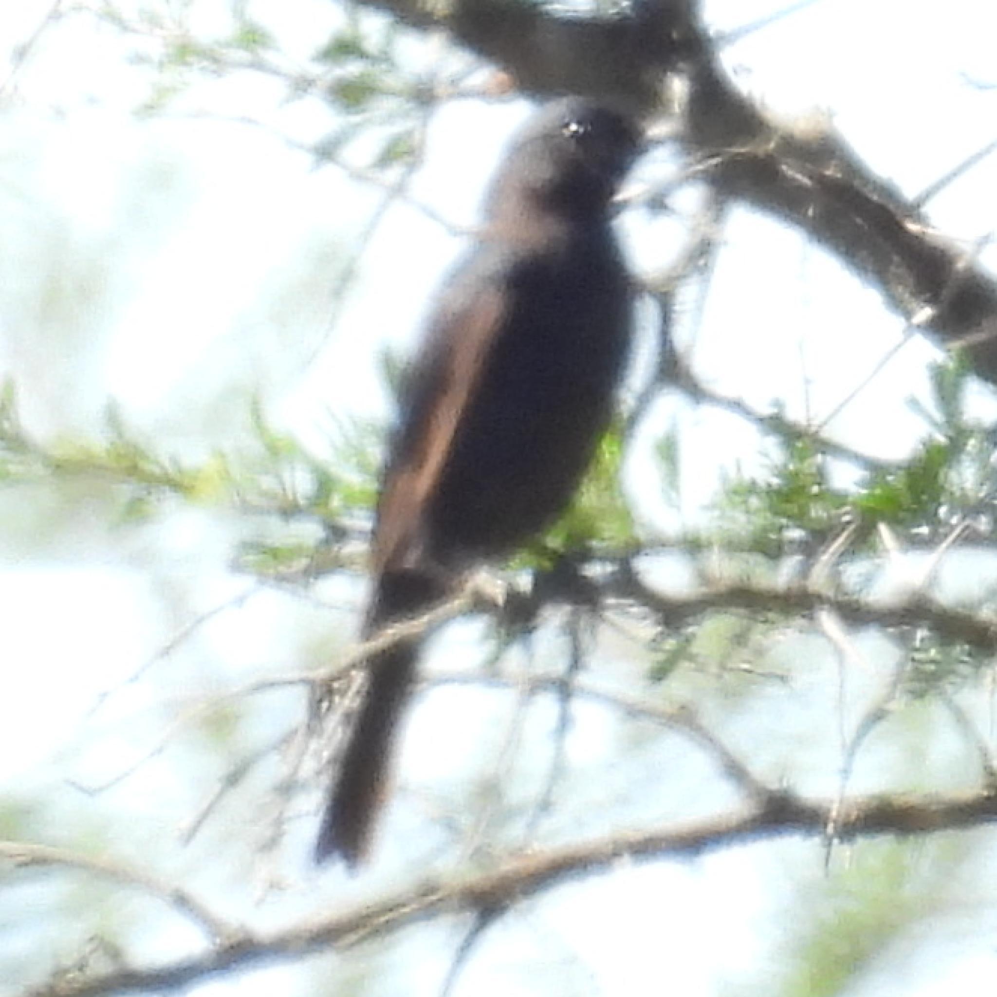 Southern Black Flycatcher (Melaenornis pammelaina), photo 10