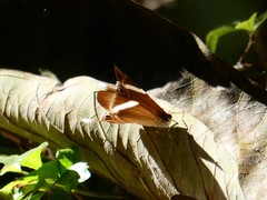 Abisara neophron