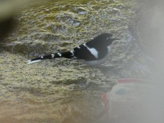 Enicurus immaculatus