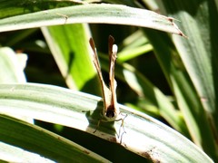 Abisara neophron