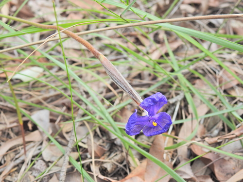 Silky Purple Flag (Patersonia sericea)