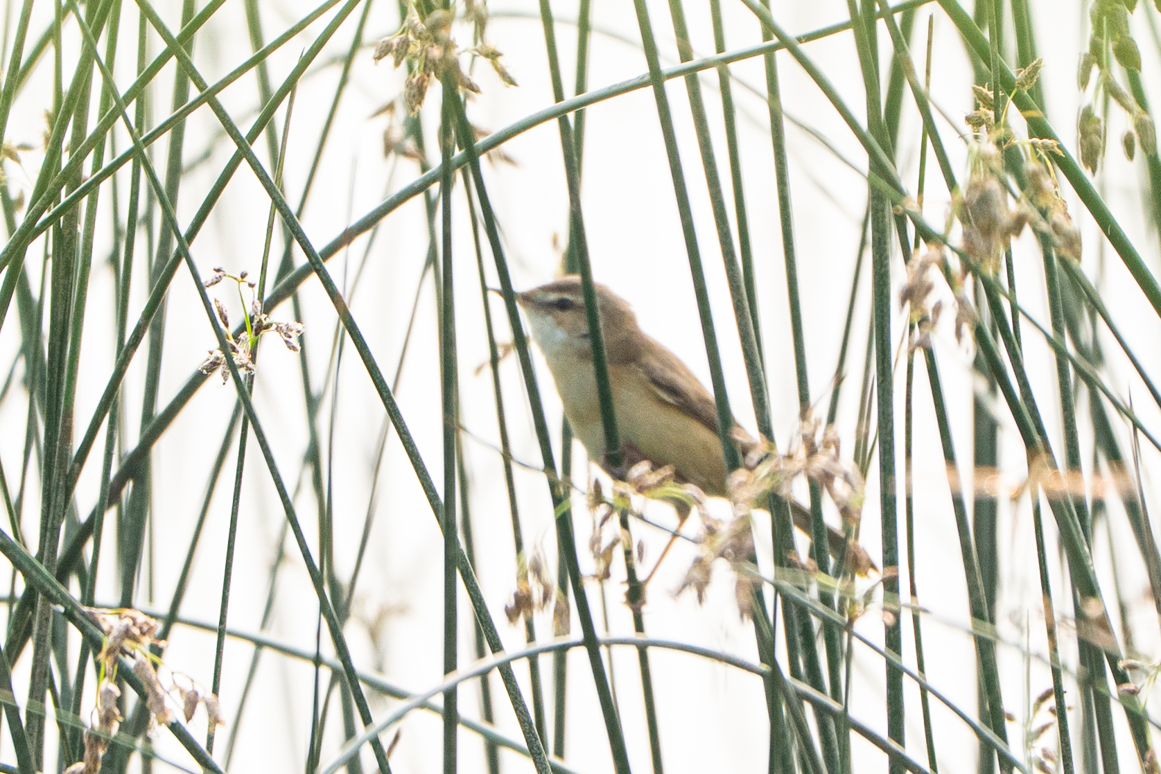 Paddyfield Warbler (Acrocephalus agricola), photo 4
