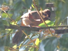 Pterorhinus sannio