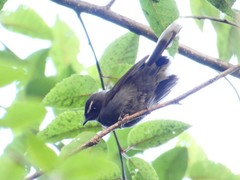 Rhipidura albicollis