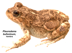 Pleurodema bufoninum