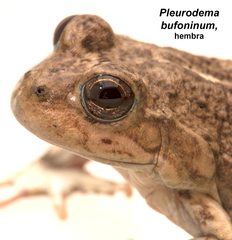 Pleurodema bufoninum
