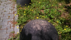 Anatololacerta pelasgiana