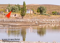 Pleurodema bufoninum