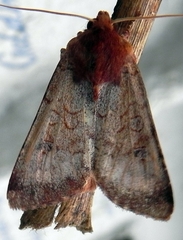Sideridis rosea