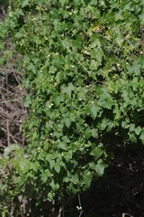 Zehneria scabra