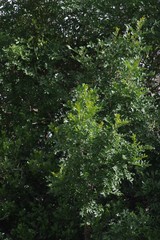Hippobromus pauciflorus