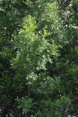 Hippobromus pauciflorus