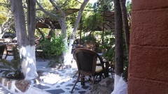 Streptopelia decaocto