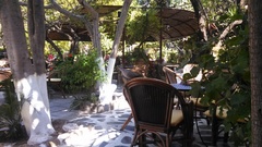 Streptopelia decaocto