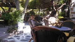 Streptopelia decaocto