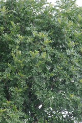 Hippobromus pauciflorus