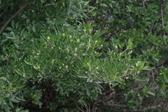 Allophylus decipiens