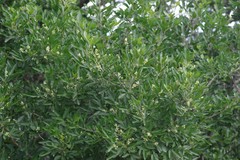 Allophylus decipiens