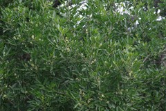 Allophylus decipiens