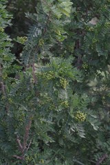 Zanthoxylum capense