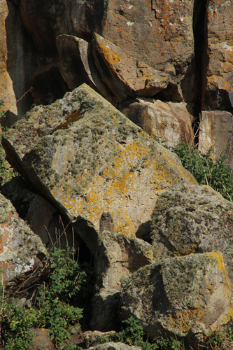 iNaturalist image
