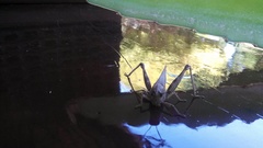 Anacridium aegyptium