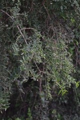 Azima tetracantha