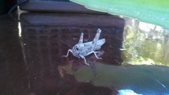 Anacridium aegyptium