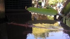 Anacridium aegyptium