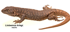 Liolaemus kriegi