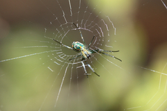 Leucauge argyrobapta