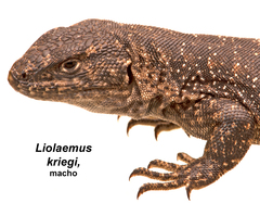 Liolaemus kriegi