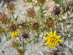 Berkheya cruciata