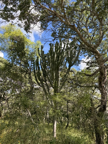 Common Tree Euphorbia