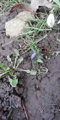 Scilla siberica