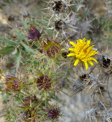 Berkheya cruciata