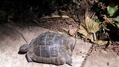 Testudo graeca ibera
