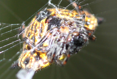 Gasteracantha cancriformis