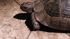Testudo graeca ibera