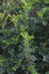 Hippobromus pauciflorus