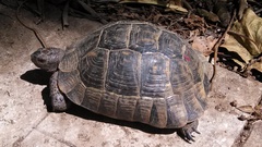 Testudo graeca ibera
