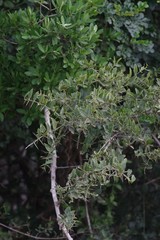 Azima tetracantha