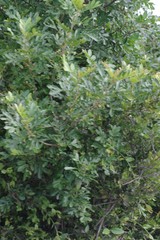 Hippobromus pauciflorus