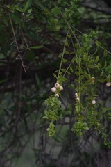 Azima tetracantha