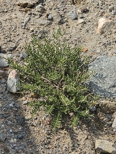 Halocnemum (Halocnemum strobilaceum)