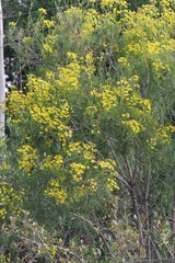 Senecio linifolius
