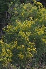 Senecio linifolius