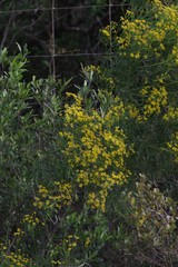 Senecio linifolius